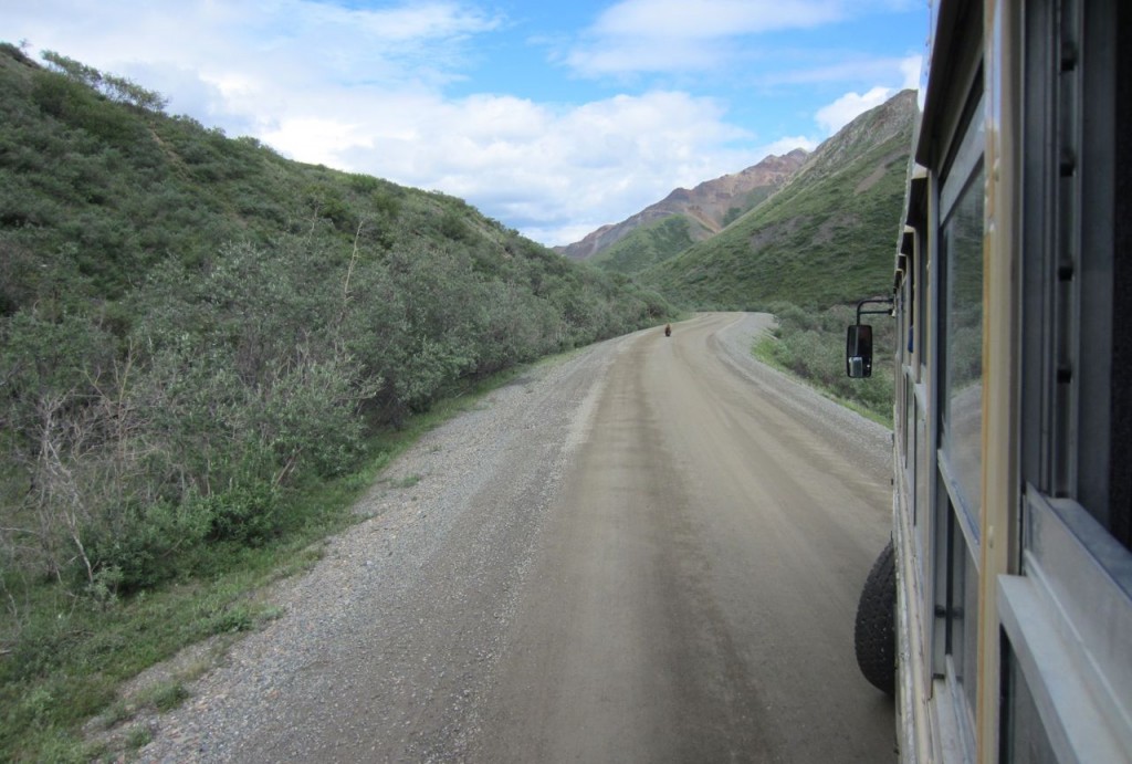 See the bear down the road?