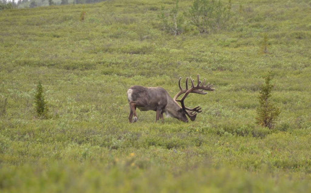 caribou2
