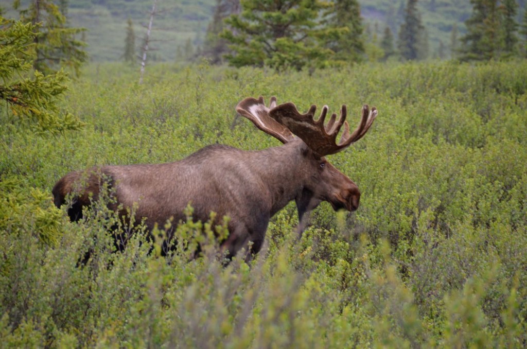 moose