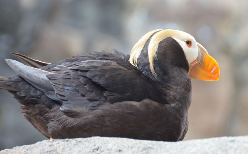 puffin