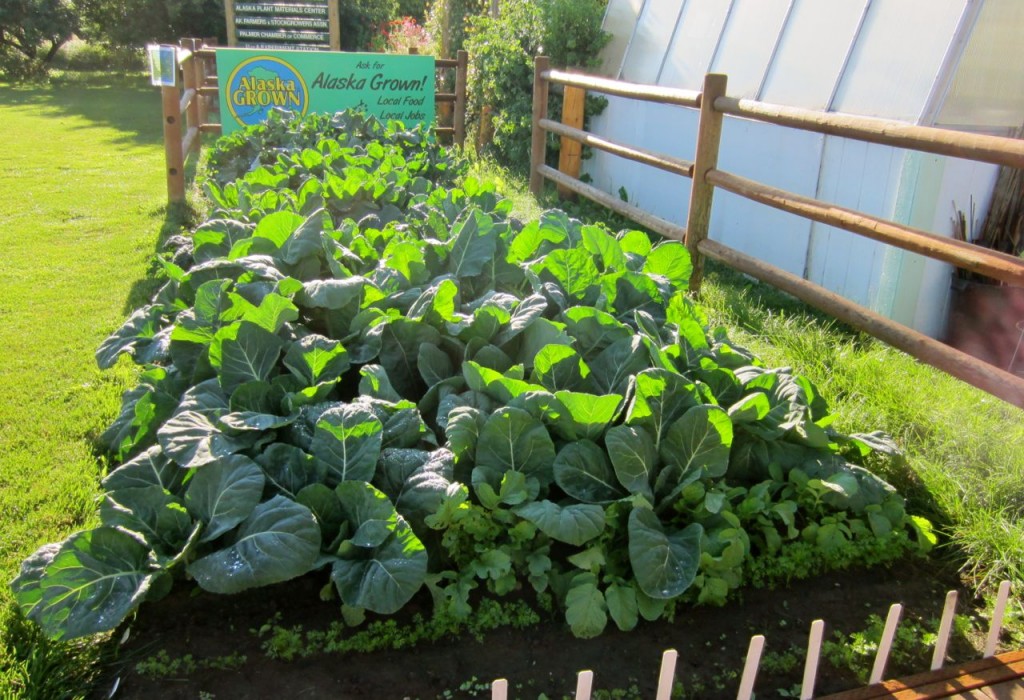 veg
