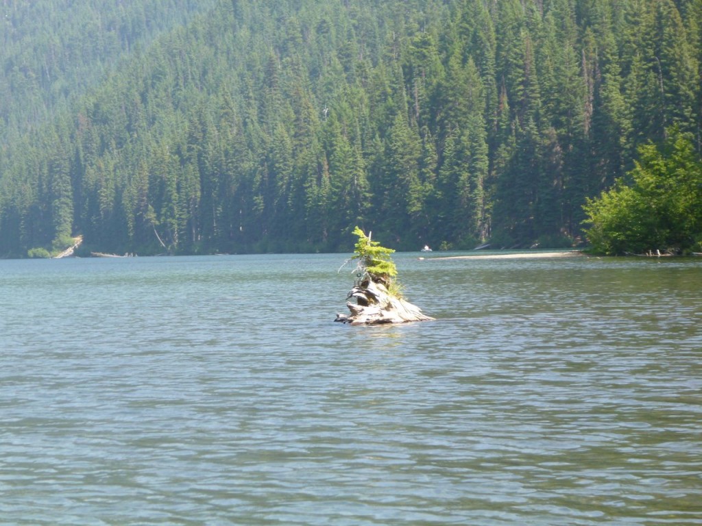 Approaching home on tree stump island...