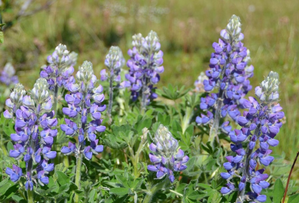 lupine