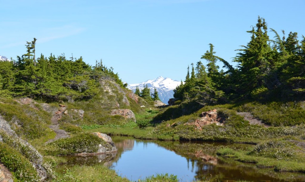 salmonglaciarhike