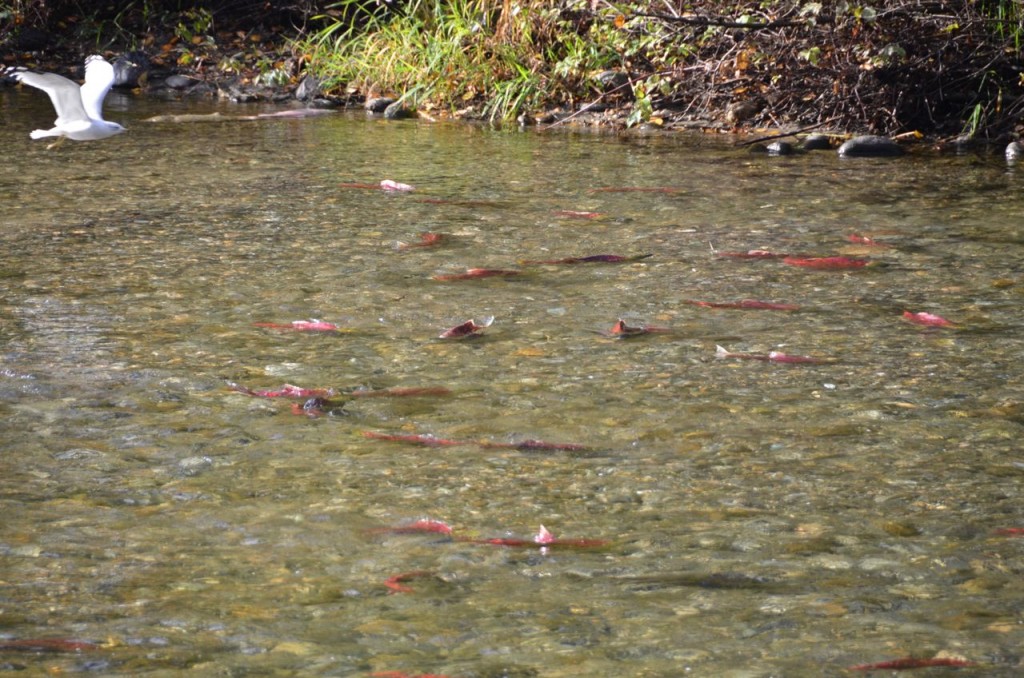 2014 Sockeye Salmon run on the Adams River