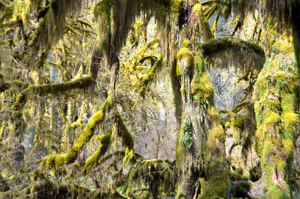 Moss