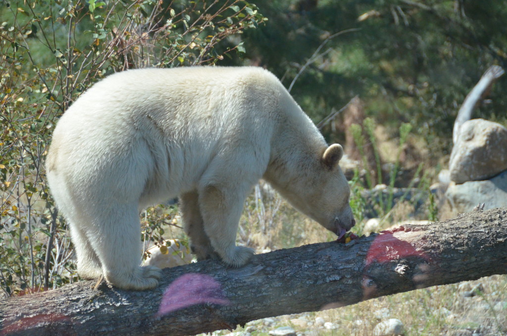 Clover the Komode Bear