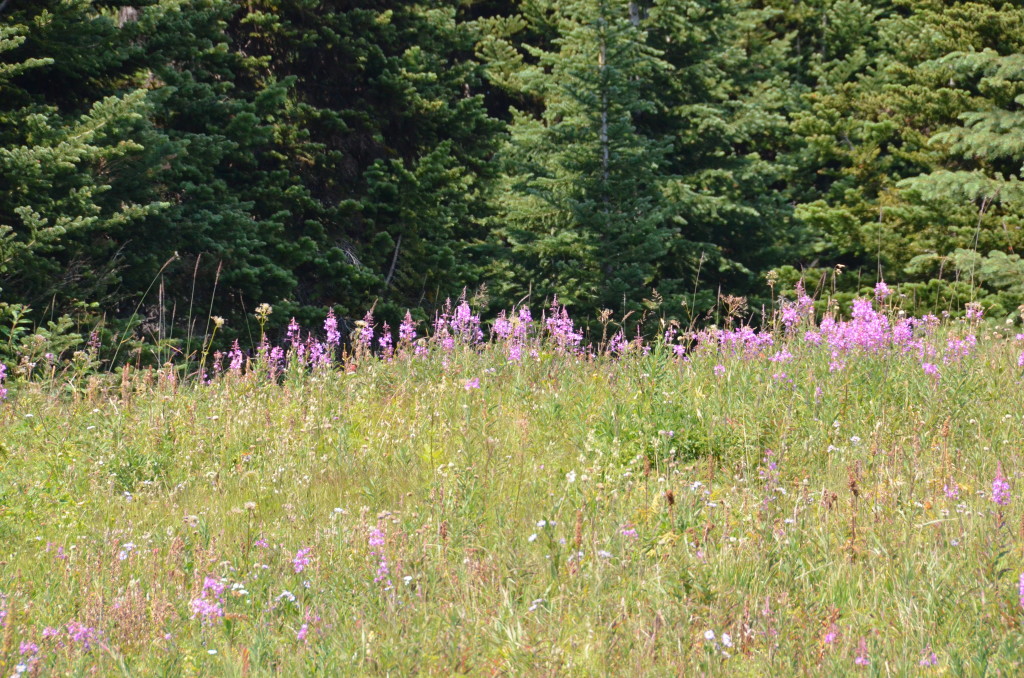 Alpine flowers