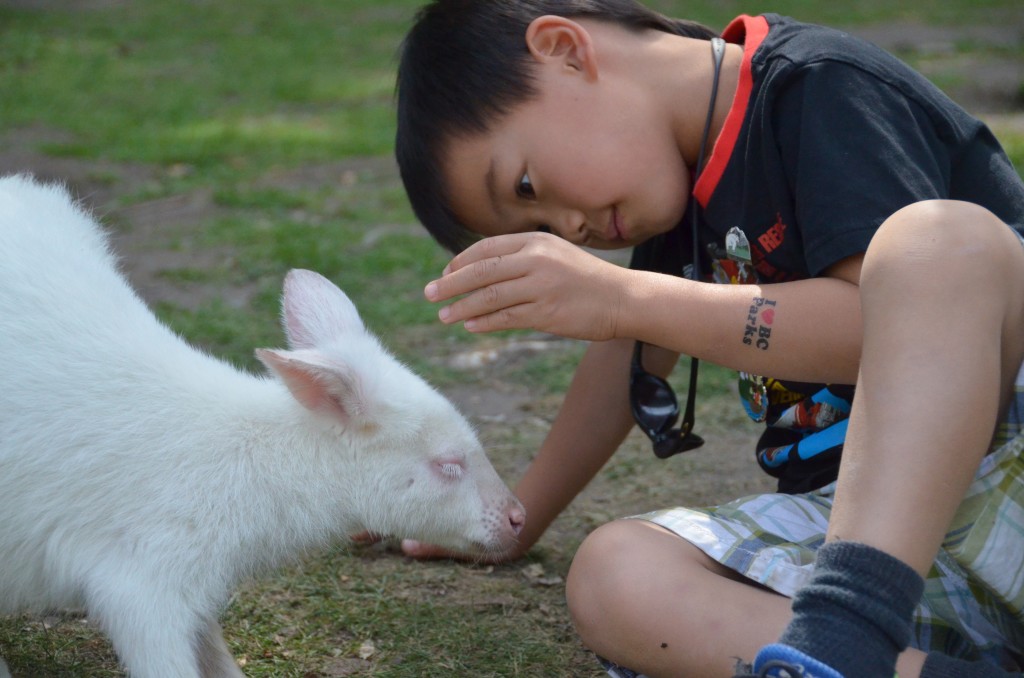That's not a giant rat, it's an albino kangaroo!
