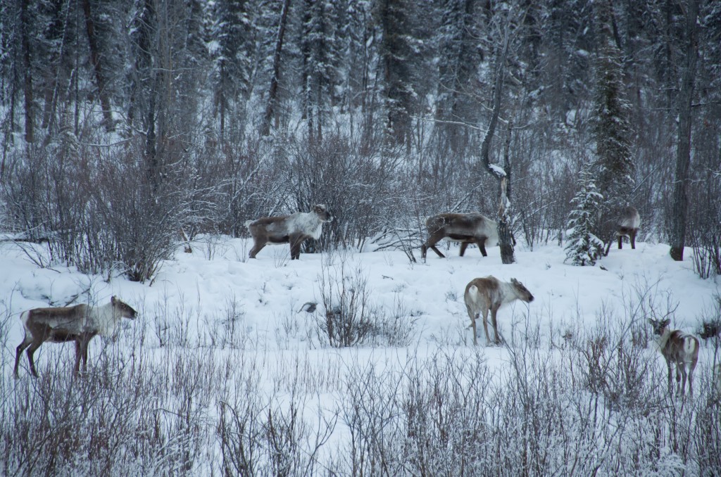 Porcupine Caribou Herd (I think)