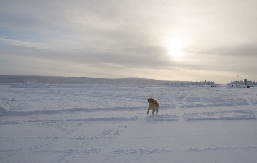 Resident Golden Retriever at Eagle Plains