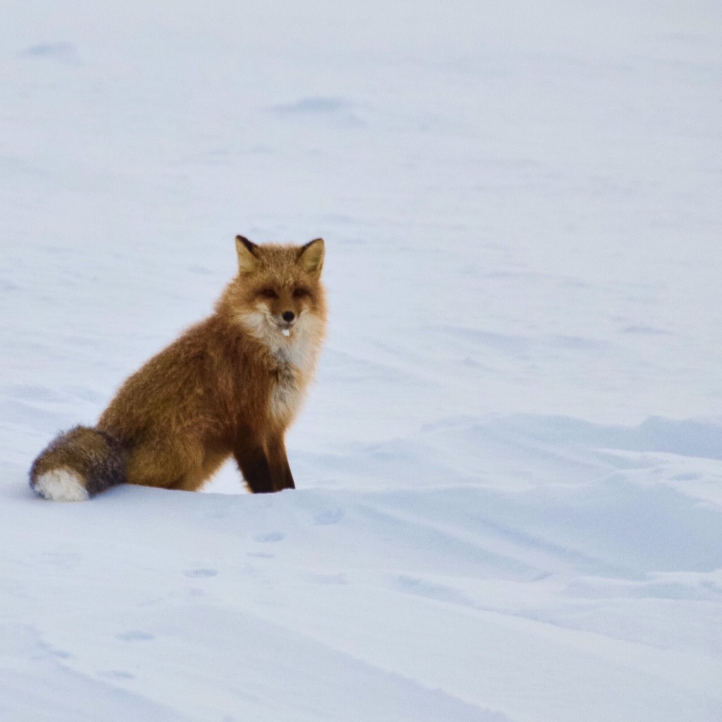 Red fox