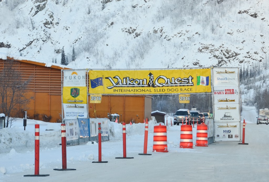 Yukon Quest. Dawson City was buzzing with activity as the support crews have arrived ahead of the dog teams