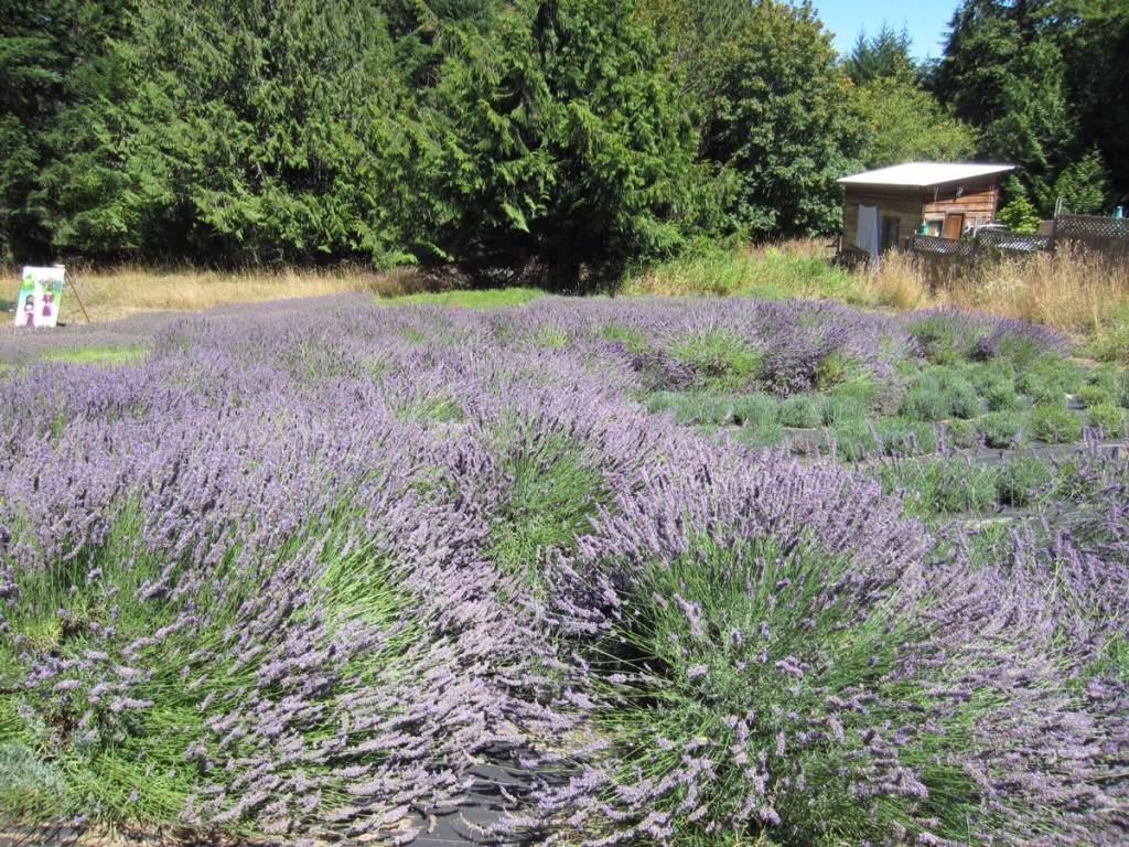 Lavender field