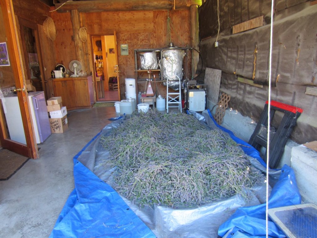 Lavender farm. This is where they extract the oil. 50lbs of lavender produces 1 cup of oil