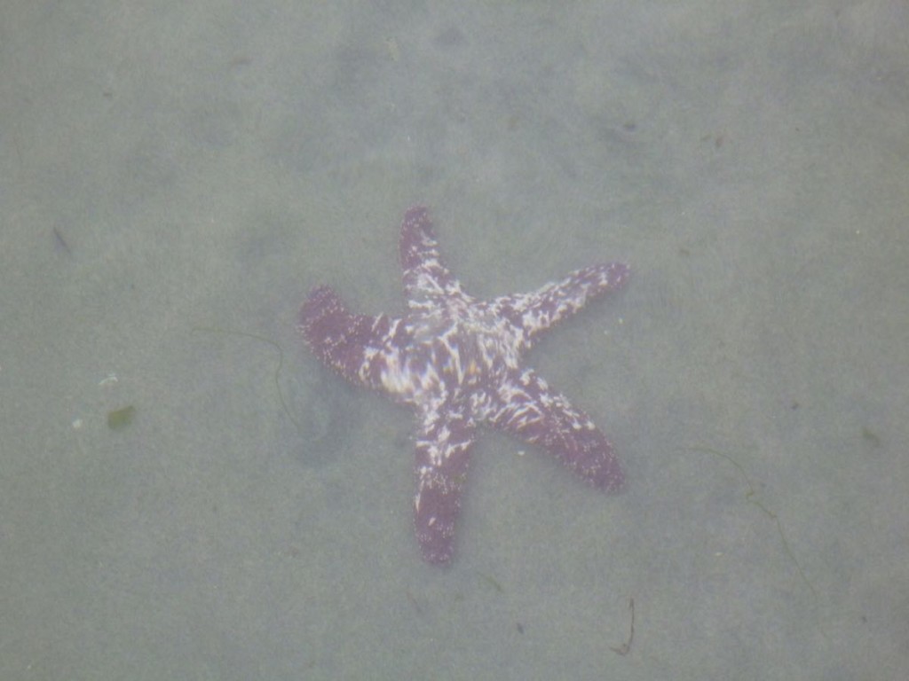 Dying sea-star.
