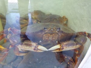 I love crabs