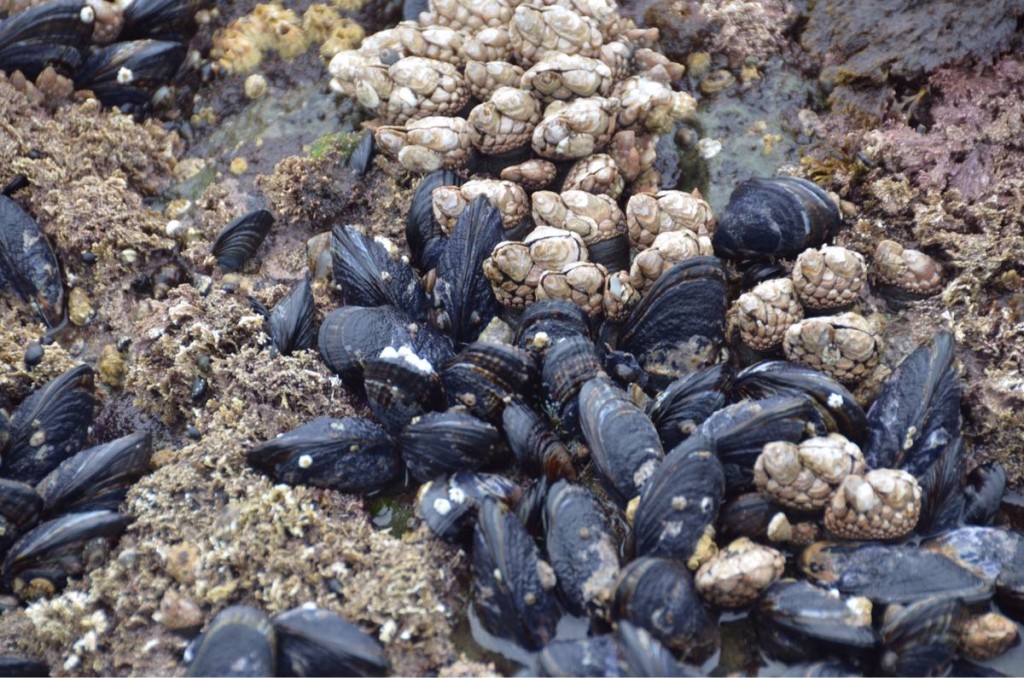 Mussels and goose barnacle