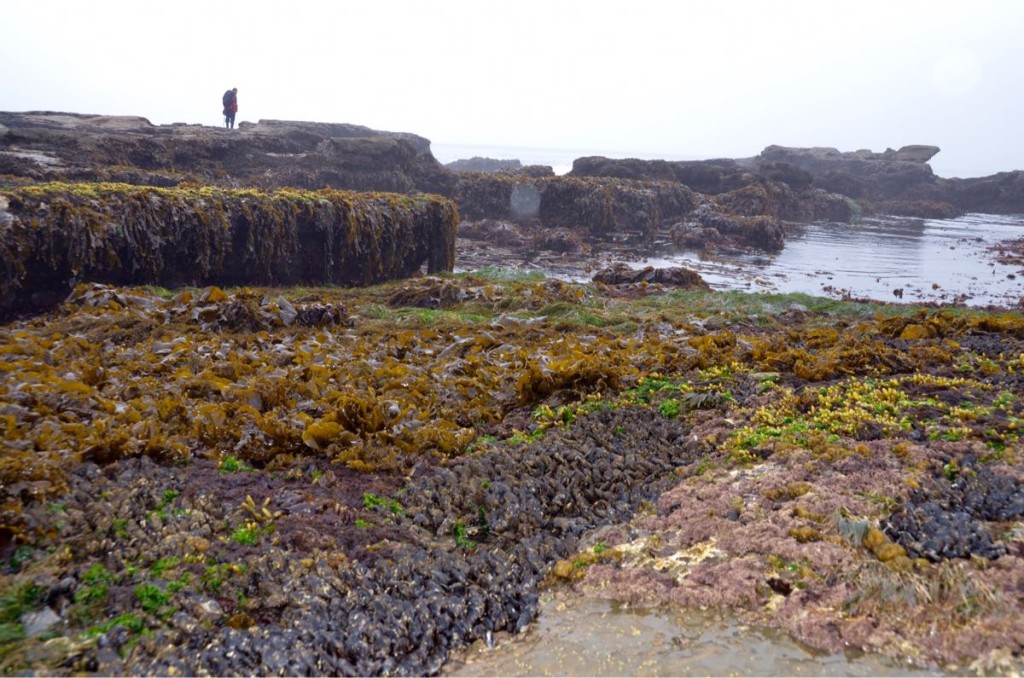 Botanical Beach at low tide