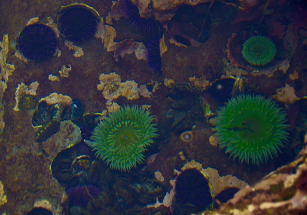 Giant Green anemone. Aggregate anemone