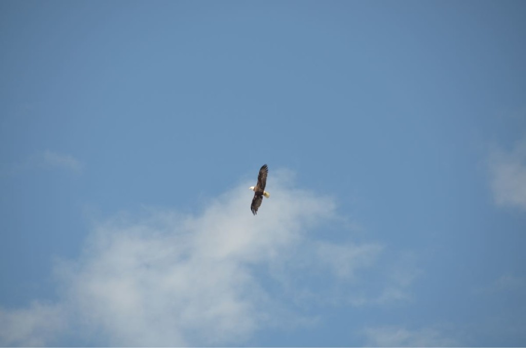 Eagle soaring above Hot Springs Cove