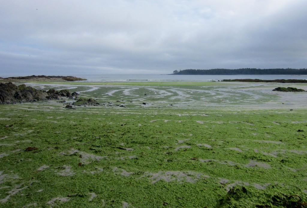 low tide
