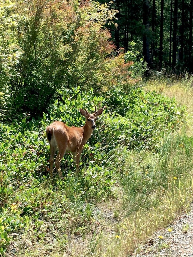 Black-tail Deer